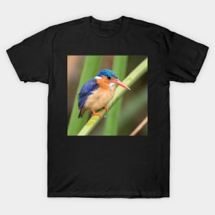 Malachite Kingfisher T-Shirt